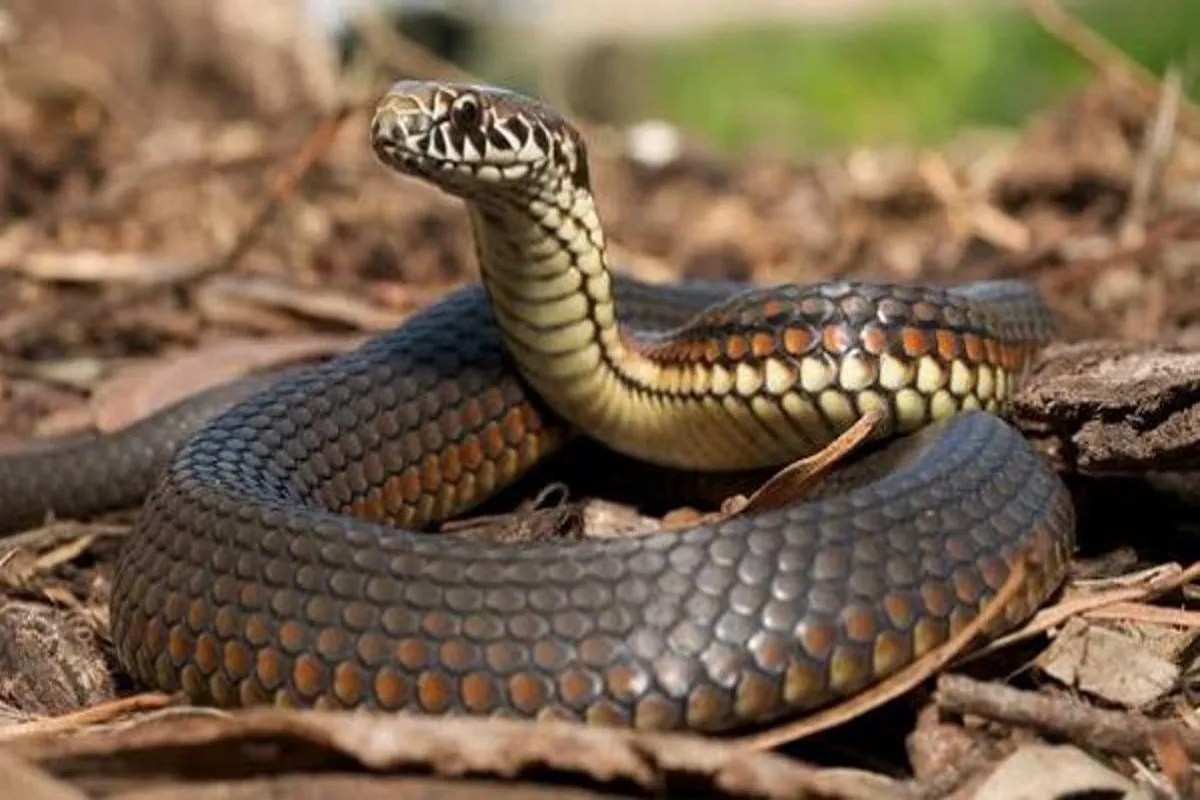 snake bite