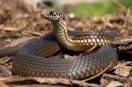 snake bite