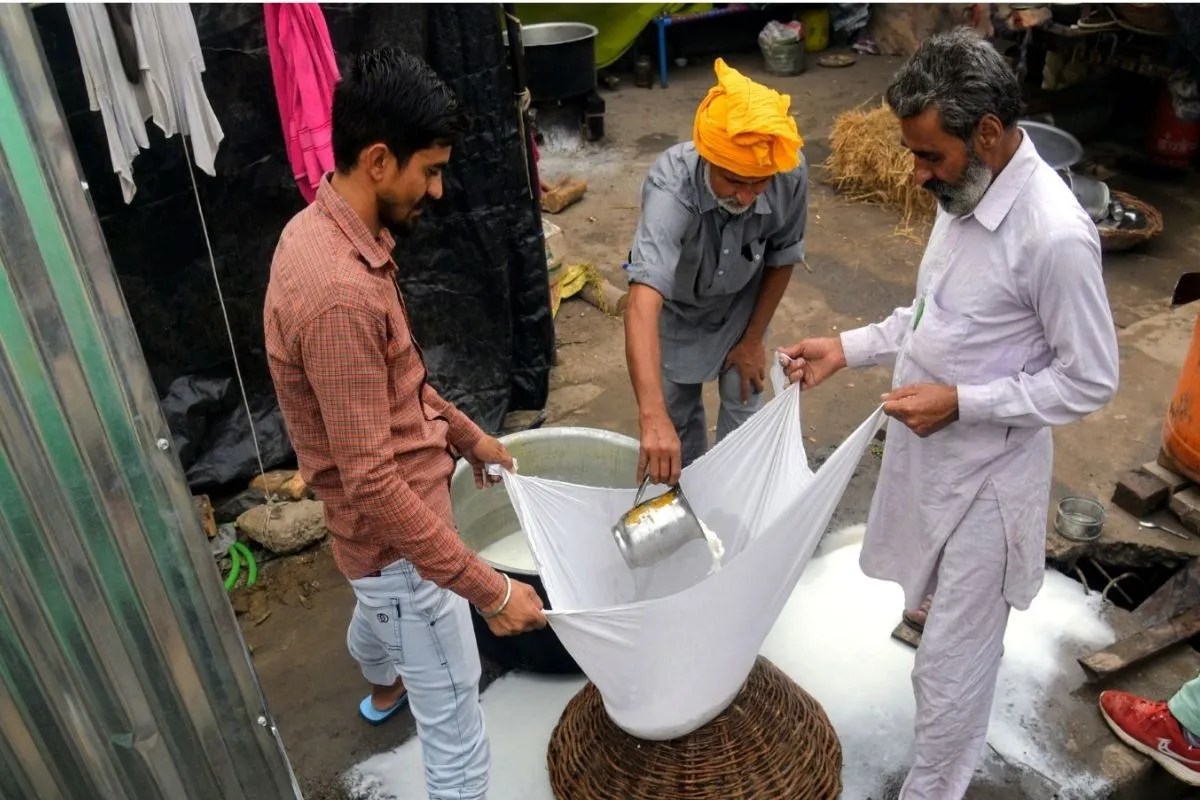 Punjab bans analogue paneer for one year.