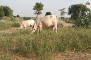 Balotra News Sevan Grass Lasts 3 Years for Dairy Cattle