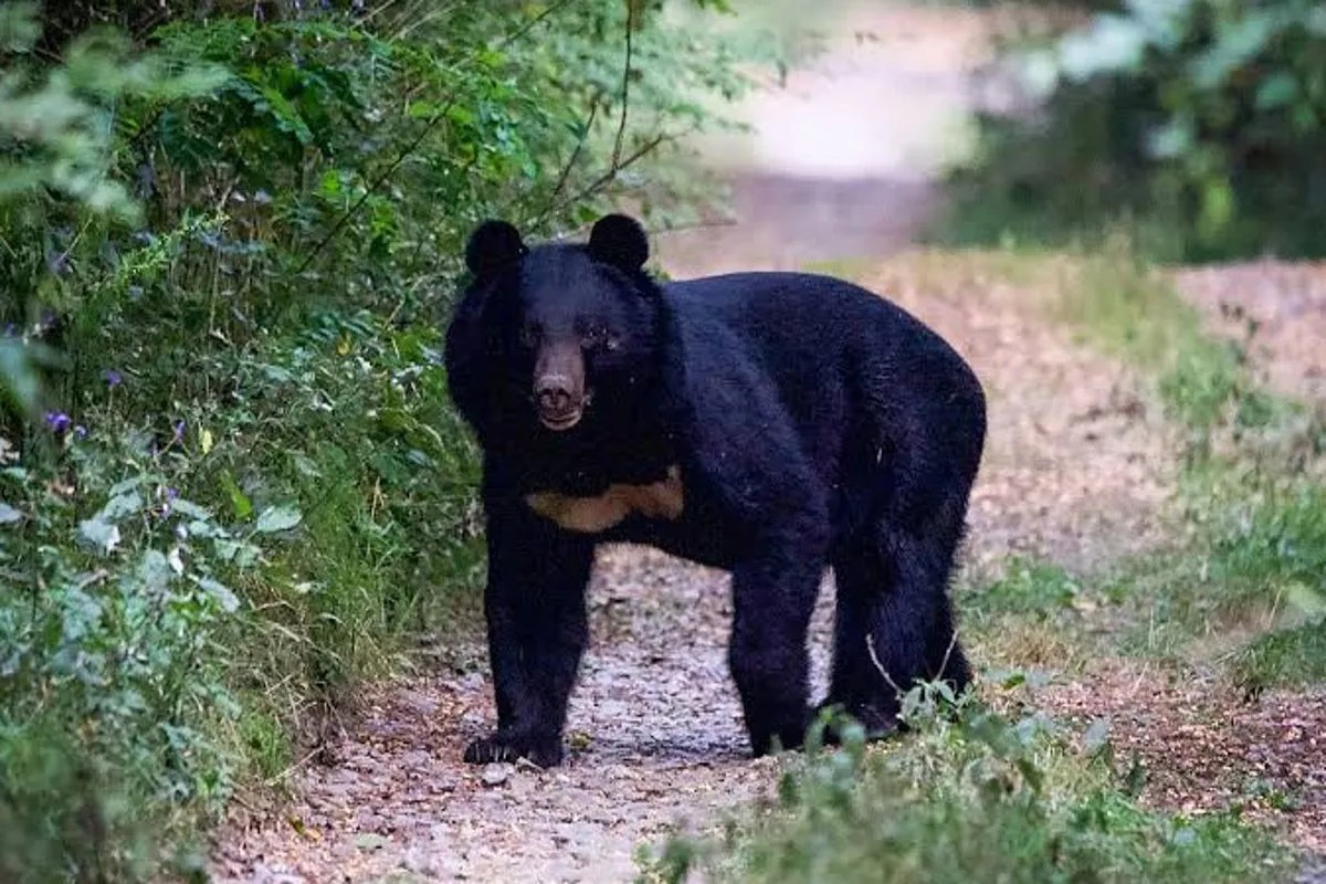 Bear attack in Mainpat
