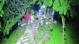 लौह अयस्क नगरी के वन क्षेत्र से सटे वार्ड 1 स्थित राजहरा बाबा मंदिर परिसर में भालू के विचरण करने से लोगों में दहशत का माहौल रहा। हालांकि भालू ने किसी भी व्यक्ति को कोई हानि नहीं पहुंचाया, मगर वन विभाग ने सतर्कता बरतने के निर्देश दिए हैं।