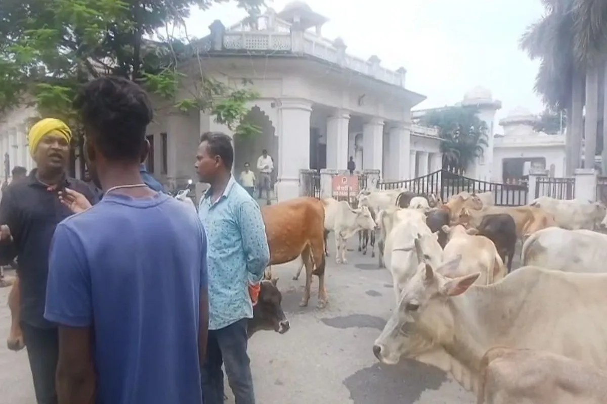 Cattle in Surguja collectorate campus