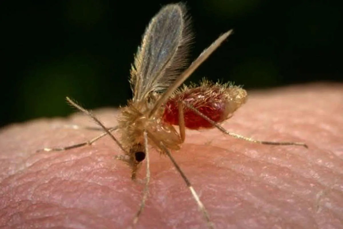 Chandipura virus