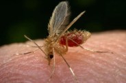Chandipura virus