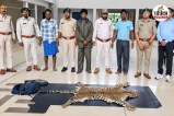 Leopard Skin Seized