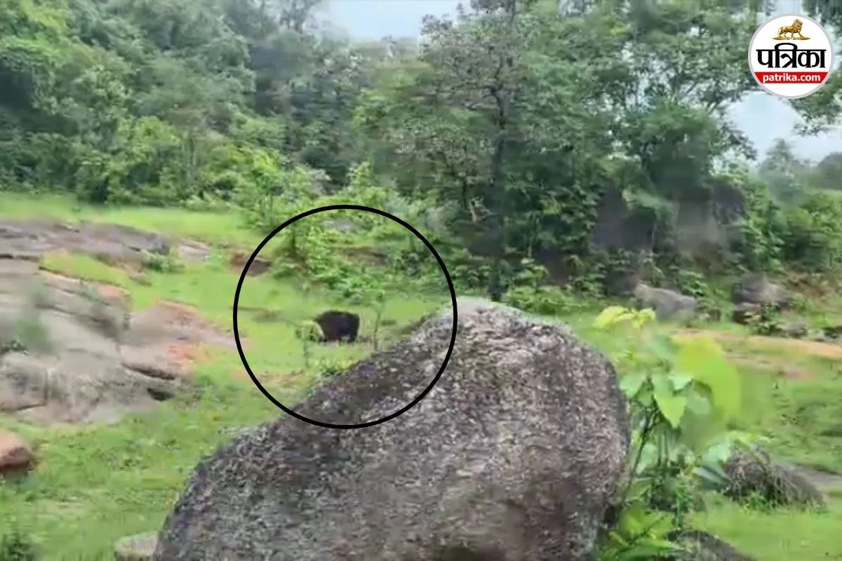 Wild Bear Attack India