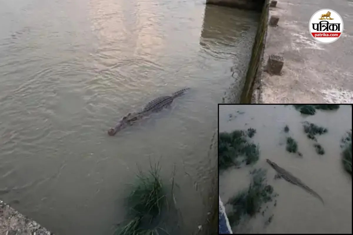 Hasdeo River Crocodile