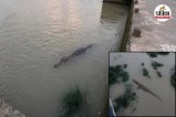 Hasdeo River Crocodile