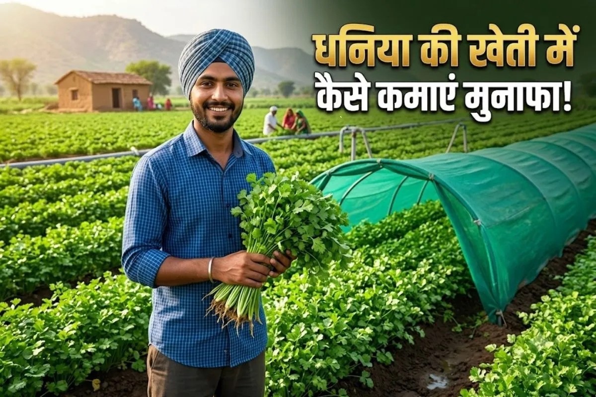 Coriander Farming