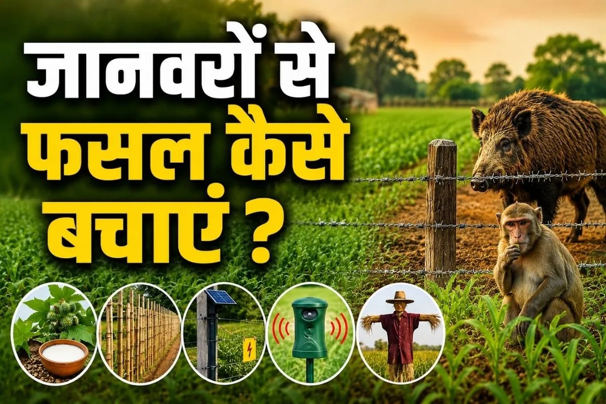 Crop Protection