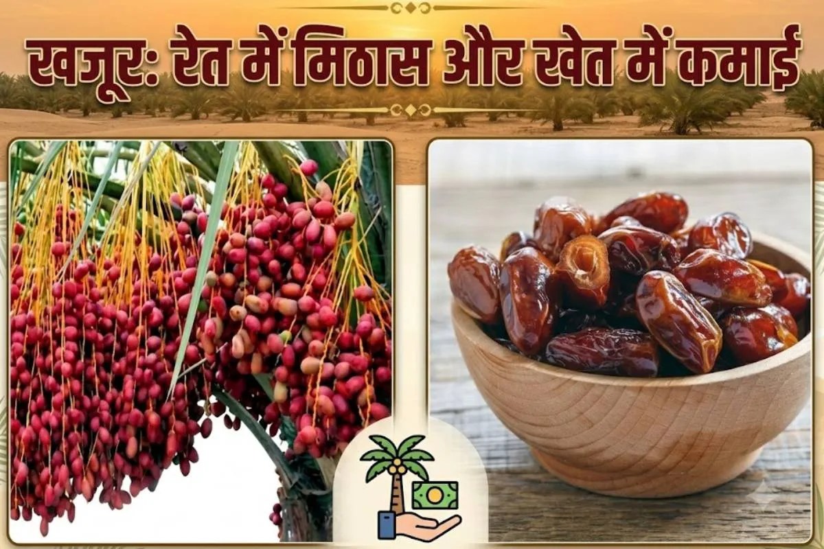 Date Palm News.