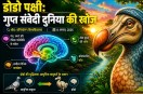 Dodo Bird Brain Structure News
