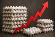 Egg Price In Maharashtra