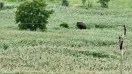 Elephant in the forests of Chhindwara