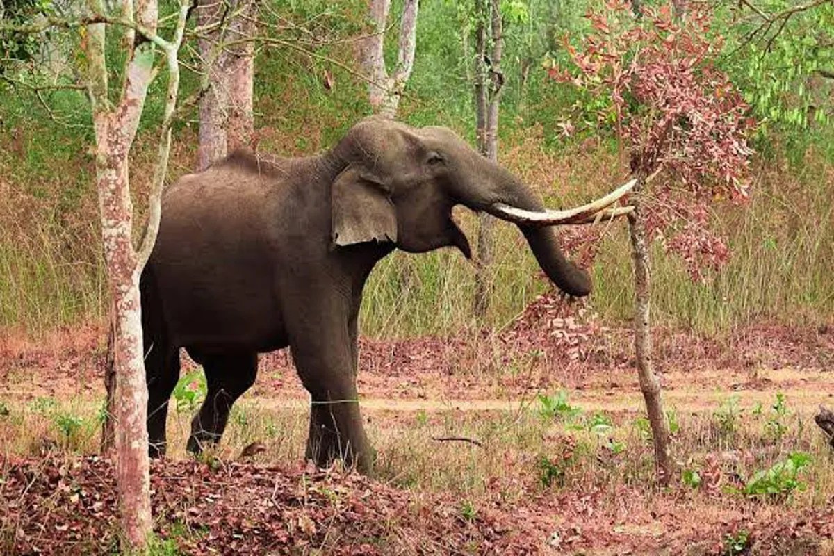 Elephant killed villager in Balrampur