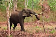 Elephant killed villager in Balrampur