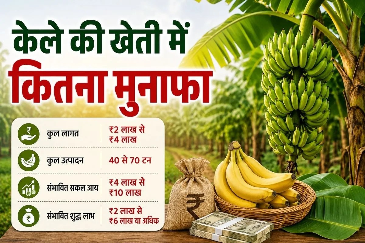 Banana Farming Guide India