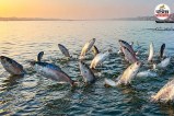 Hilsa Fish in Ganga Ganga River Ecosystem Hilsa Fish Return