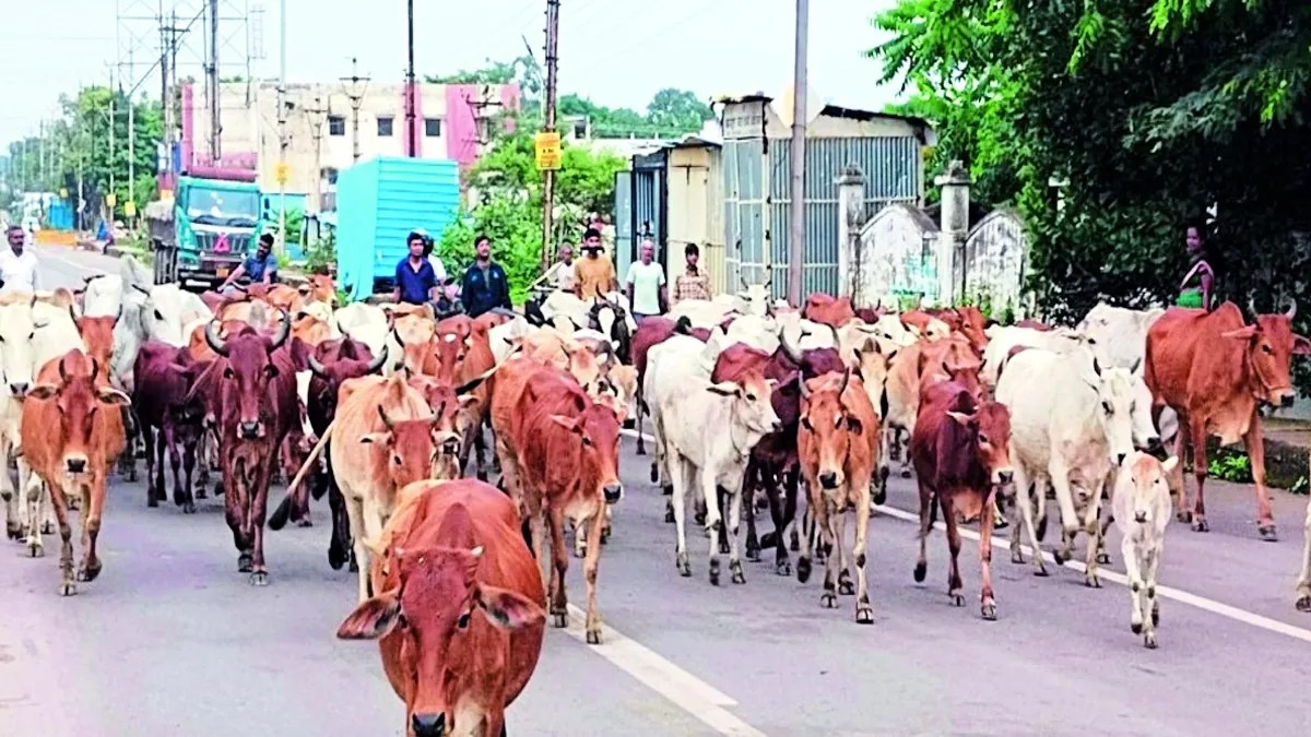 सड़कों में गौवंश जगह-जगह बैठे रहते हैं जिससे वाहन चालकों को भारी परेशानी का सामना करना पड़ता है। इसके चलते कई बार गौवंश की सड़क दुर्घटना में मौत हो चुकी है। इसी अगस्त महीने में अब तक 22 गौवंश की मौत वाहनों की चपेट में आने से हो चुकी हैं।