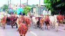 सड़कों में गौवंश जगह-जगह बैठे रहते हैं जिससे वाहन चालकों को भारी परेशानी का सामना करना पड़ता है। इसके चलते कई बार गौवंश की सड़क दुर्घटना में मौत हो चुकी है। इसी अगस्त महीने में अब तक 22 गौवंश की मौत वाहनों की चपेट में आने से हो चुकी हैं।