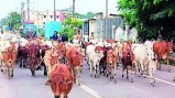 सड़कों में गौवंश जगह-जगह बैठे रहते हैं जिससे वाहन चालकों को भारी परेशानी का सामना करना पड़ता है। इसके चलते कई बार गौवंश की सड़क दुर्घटना में मौत हो चुकी है। इसी अगस्त महीने में अब तक 22 गौवंश की मौत वाहनों की चपेट में आने से हो चुकी हैं।