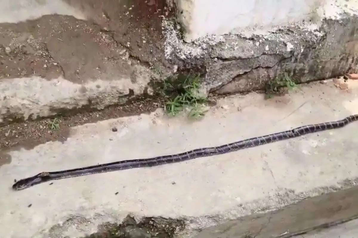 Girls Hostel Snake Bite