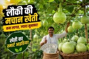 Gourd farming Scaffolding method high profit farming tips