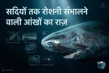 Greenland Shark Research News