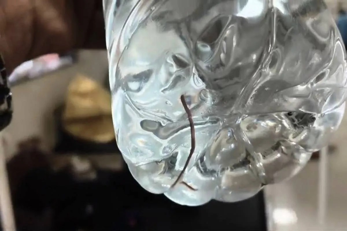 Guna Snake Found Inside Water Bottle