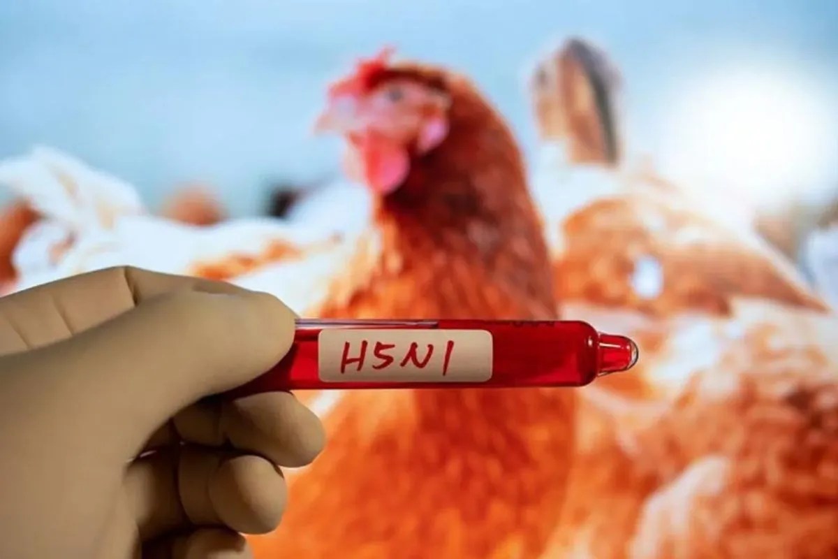 H5N1 bird flu