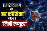 Human Brain Research News