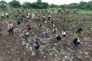 Amrit Green Maha Abhiyan