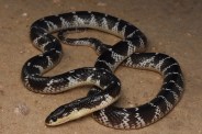 Snake bite in Ambikapur