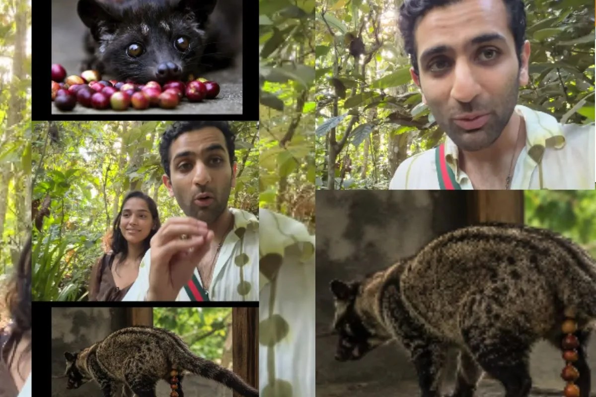 लुवाक कॉफी क्या है? आयुष्मान सेठी के वायरल वीडियो ने इस 'जानवरों की पॉटी से बनी कॉफी' के बारे में चर्चा शुरू कर दी है।