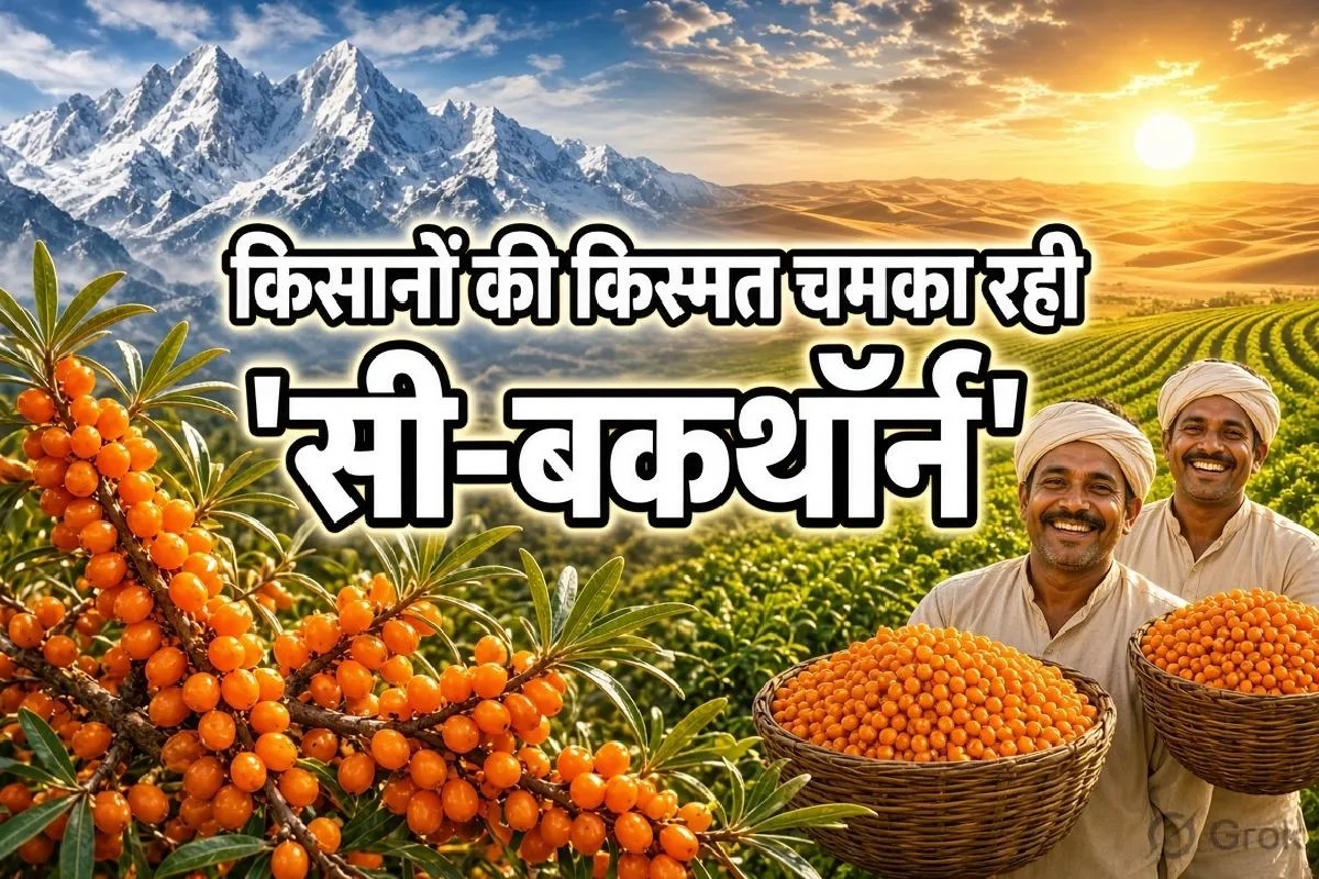 Laddakh Superfruit transform Rajasthani farmers fortune