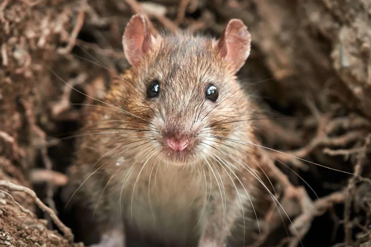 Leptospirosis Cases