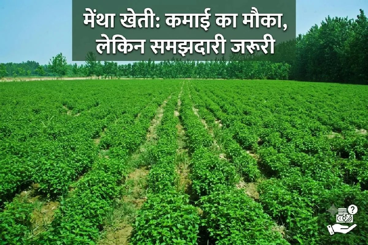 Mentha Farming News