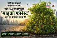 Micro Forest in India