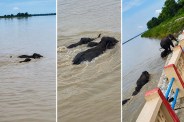 Nepal Flood, Bahraich News, UP News, Elephants Rescue, Kailashpuri Barrage