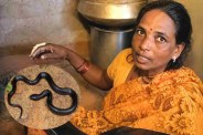 Snake bite: महिला को काले सांप ने 5 बार डसा (Photo Source - Patrika)