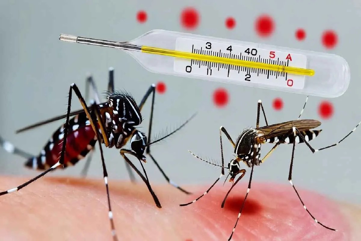 dengue and Malaria: डेंगू और मलेरिया का खतरा बढ़ा (Photo Source - Patrika)