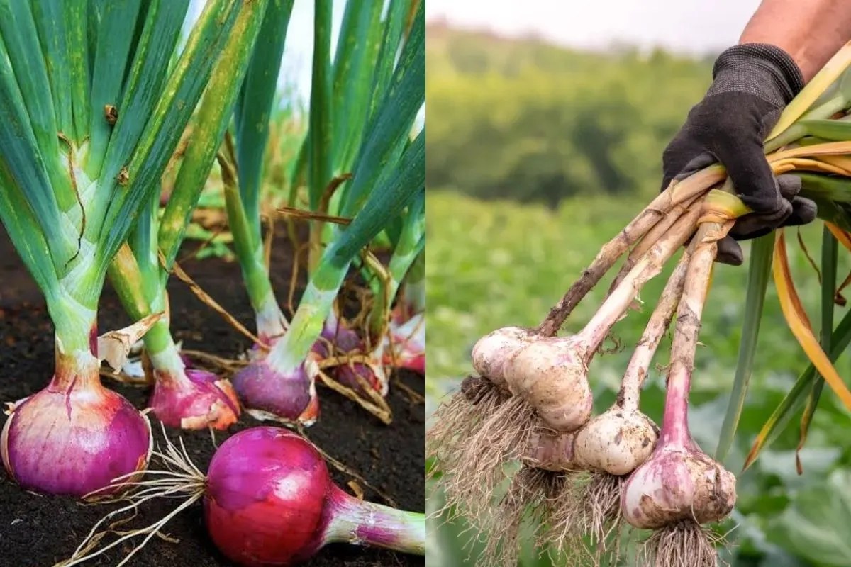 Onion garlic farming subsidy