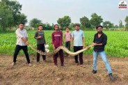 woman finds python tail in hand