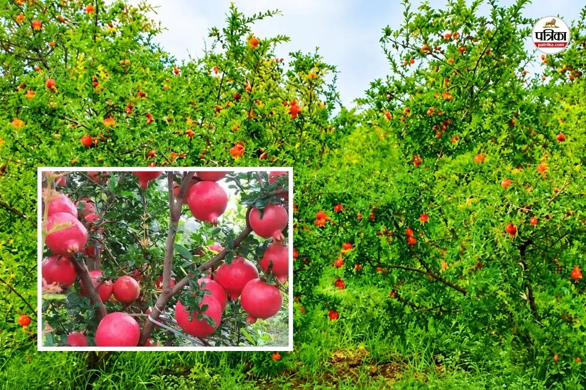 Rajasthan Good news Pomegranate processing unit set up in Jalore Farmers earn a lot