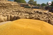 Rajasthan MSP Wheat Scam