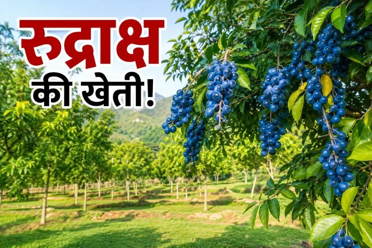 Rudraksha Farming