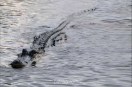 Sheopur Crocodile Attack