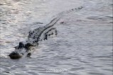 Sheopur Crocodile Attack