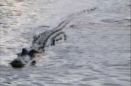 Sheopur Crocodile Attack